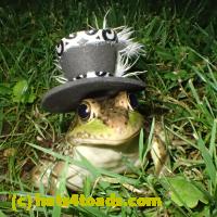 /home//u458753944/public_html/sourcegallery//Frogs/More bullfrogs/P6180705.JPG
